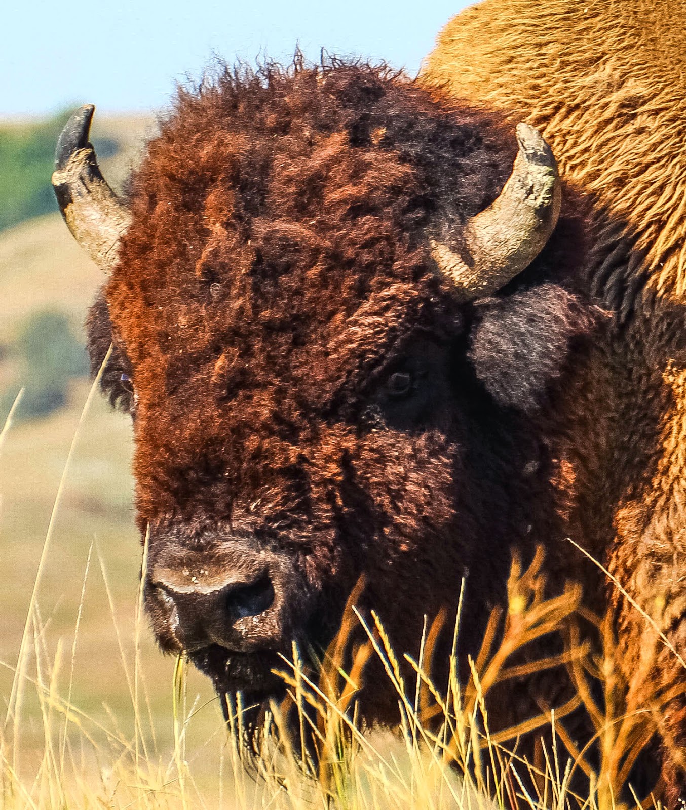 Cannundrums Plains Bison South Dakota