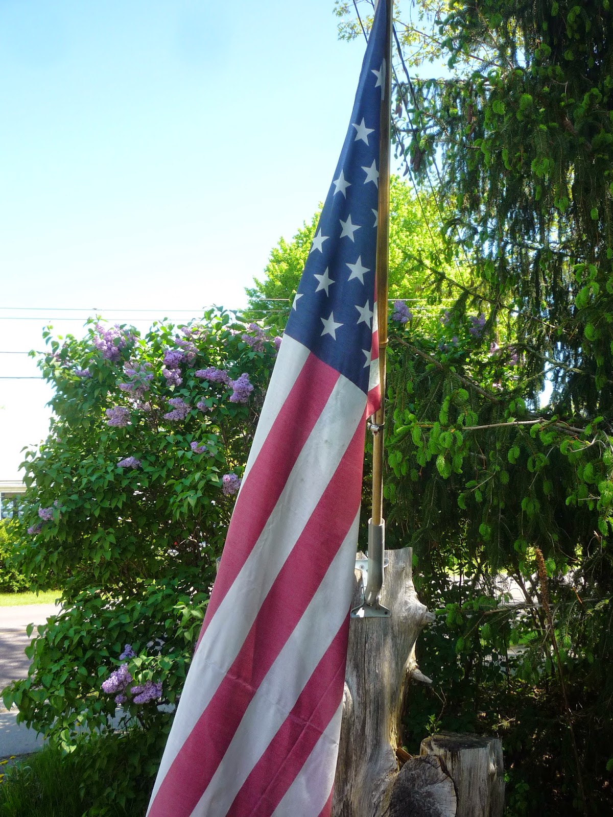Lilacs on Memorial weekend. South Burlington, Vermont South
