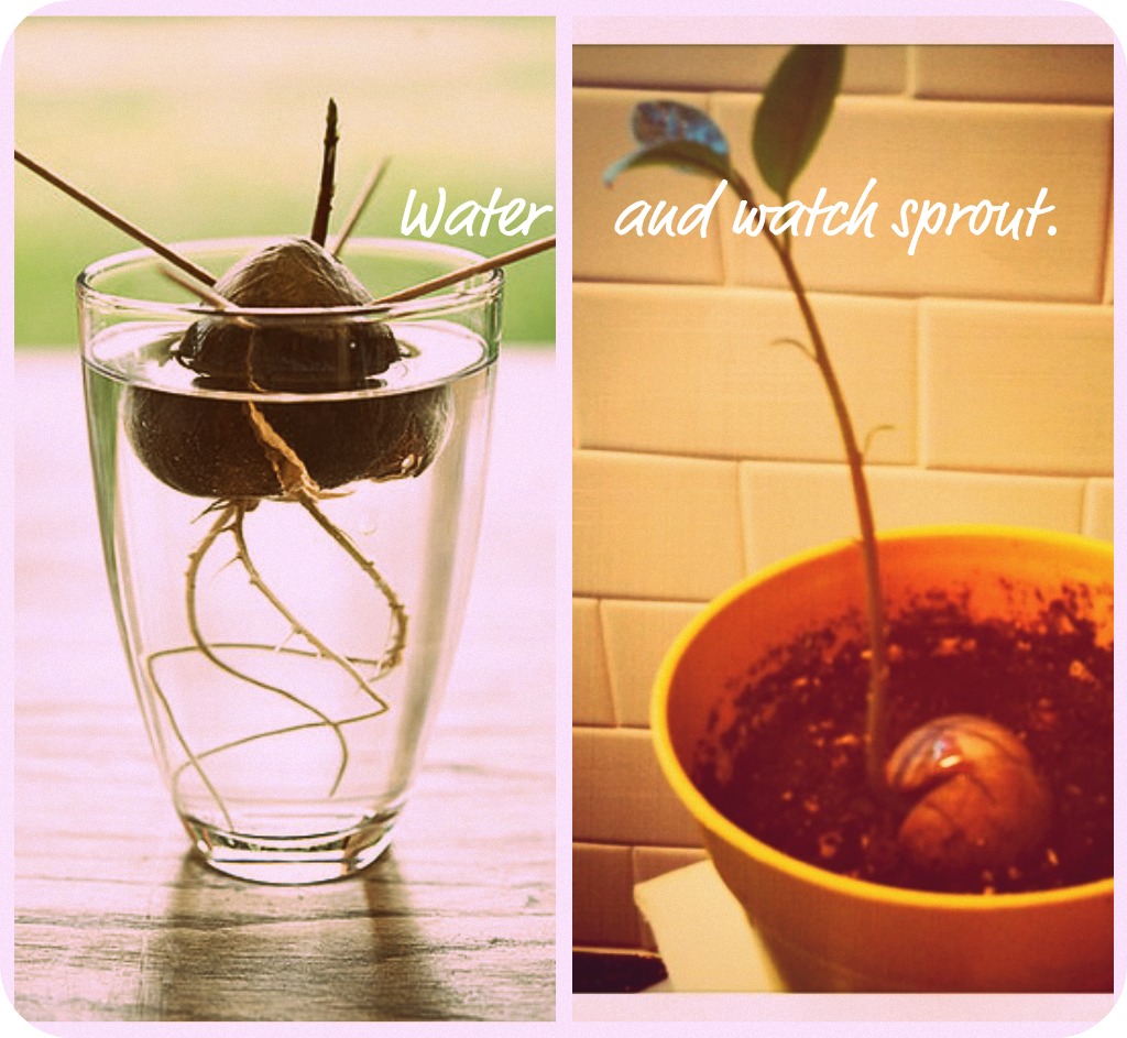 BEAUTIFUL BLENDINGS how to grow an avocado.