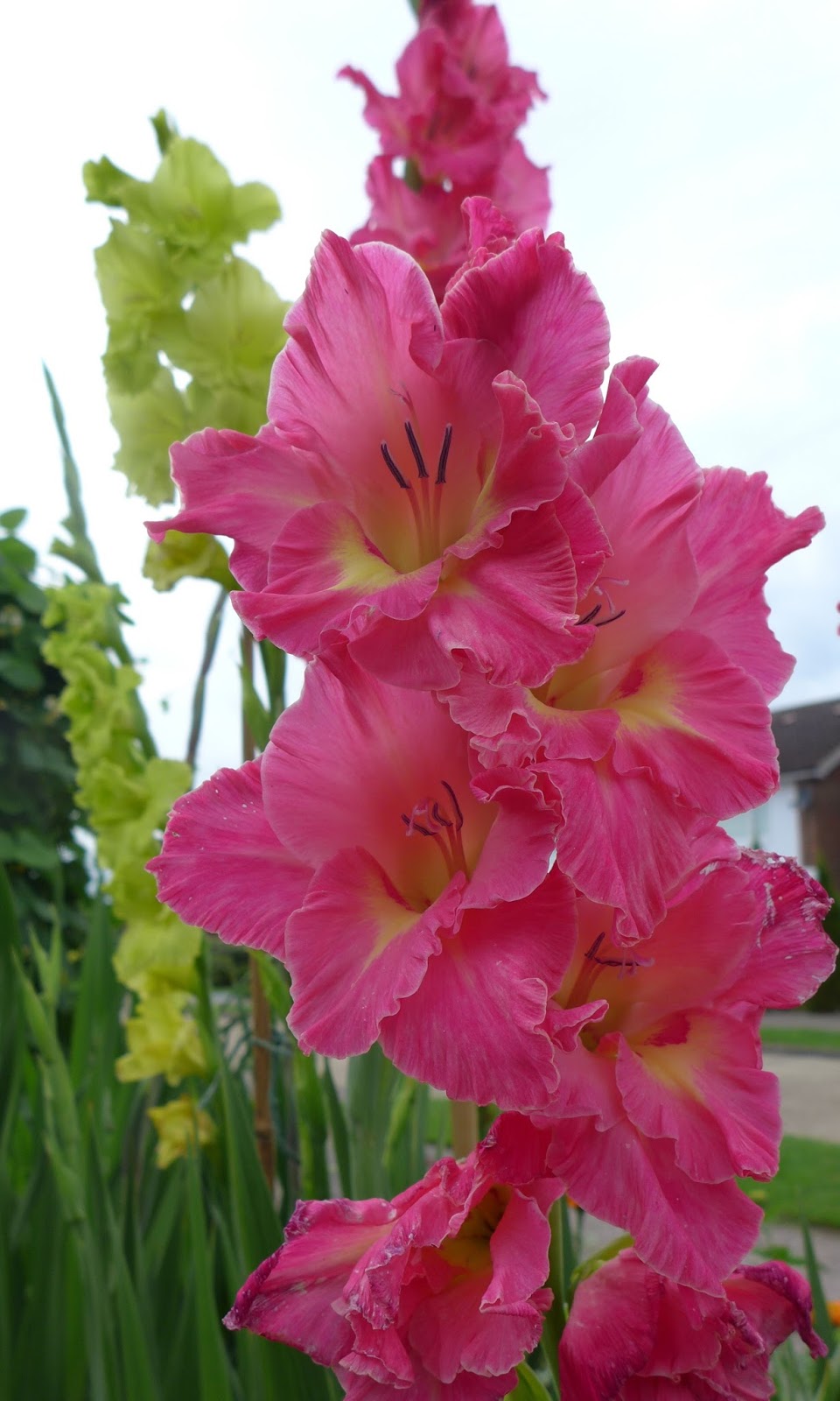 Basicallyitsgrowing Gladiolus in bloom