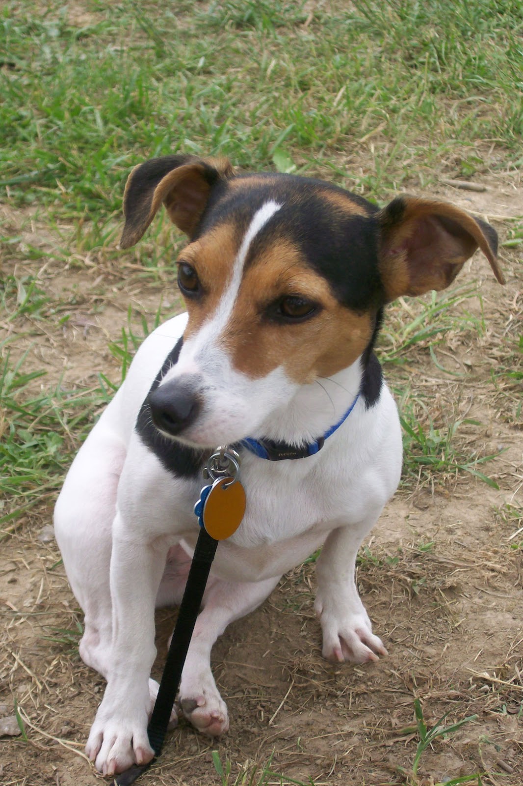 Cue Words For Dog Training Cue Words For Dog Training