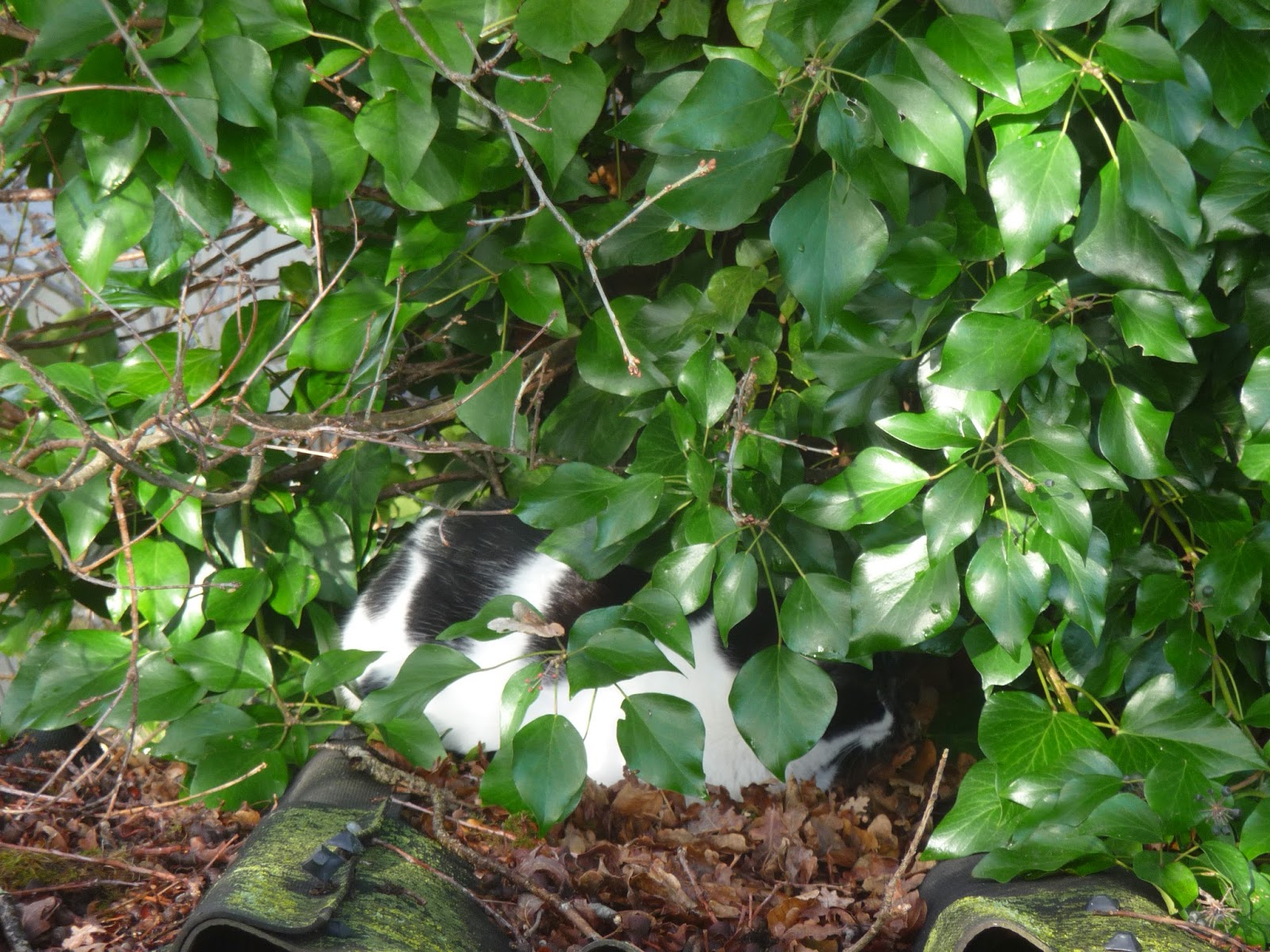 Cultiver Avec Les Ronces