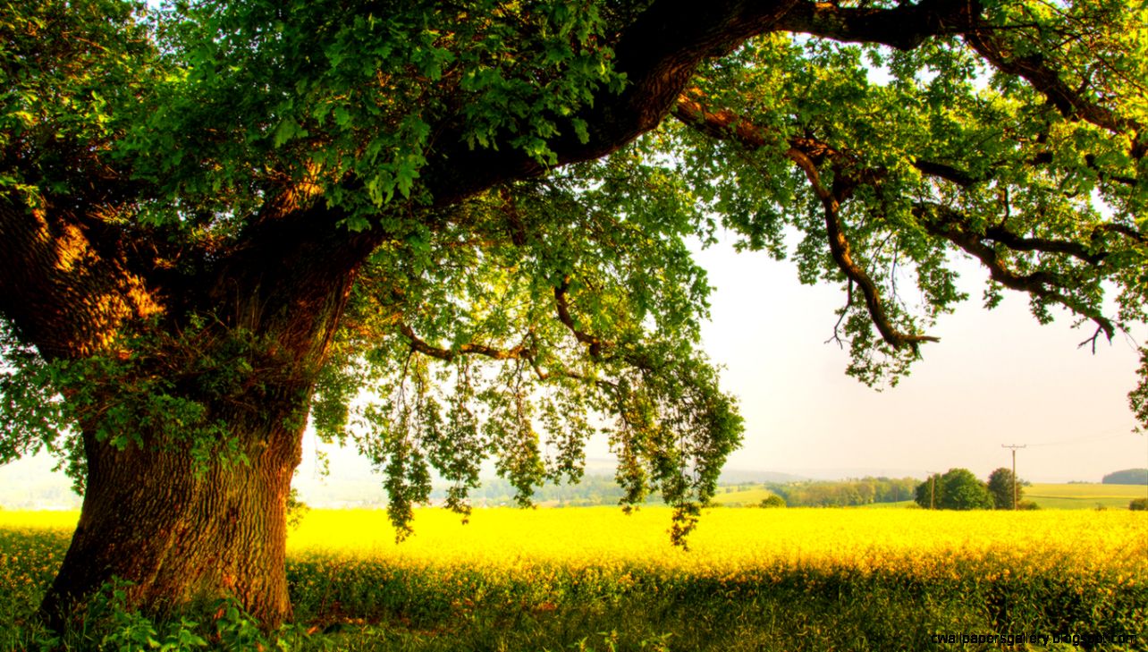 Wallpapers Nature Men Oak Summer Trees Photo 1366x768 1231170 Wallpapers Nature Men Oak Summer Trees Photo 1366x768 1231170