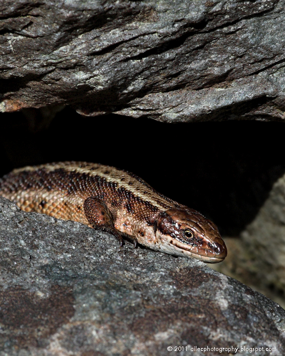 Celia Bartlett Photography BackYard Safari (Ireland)