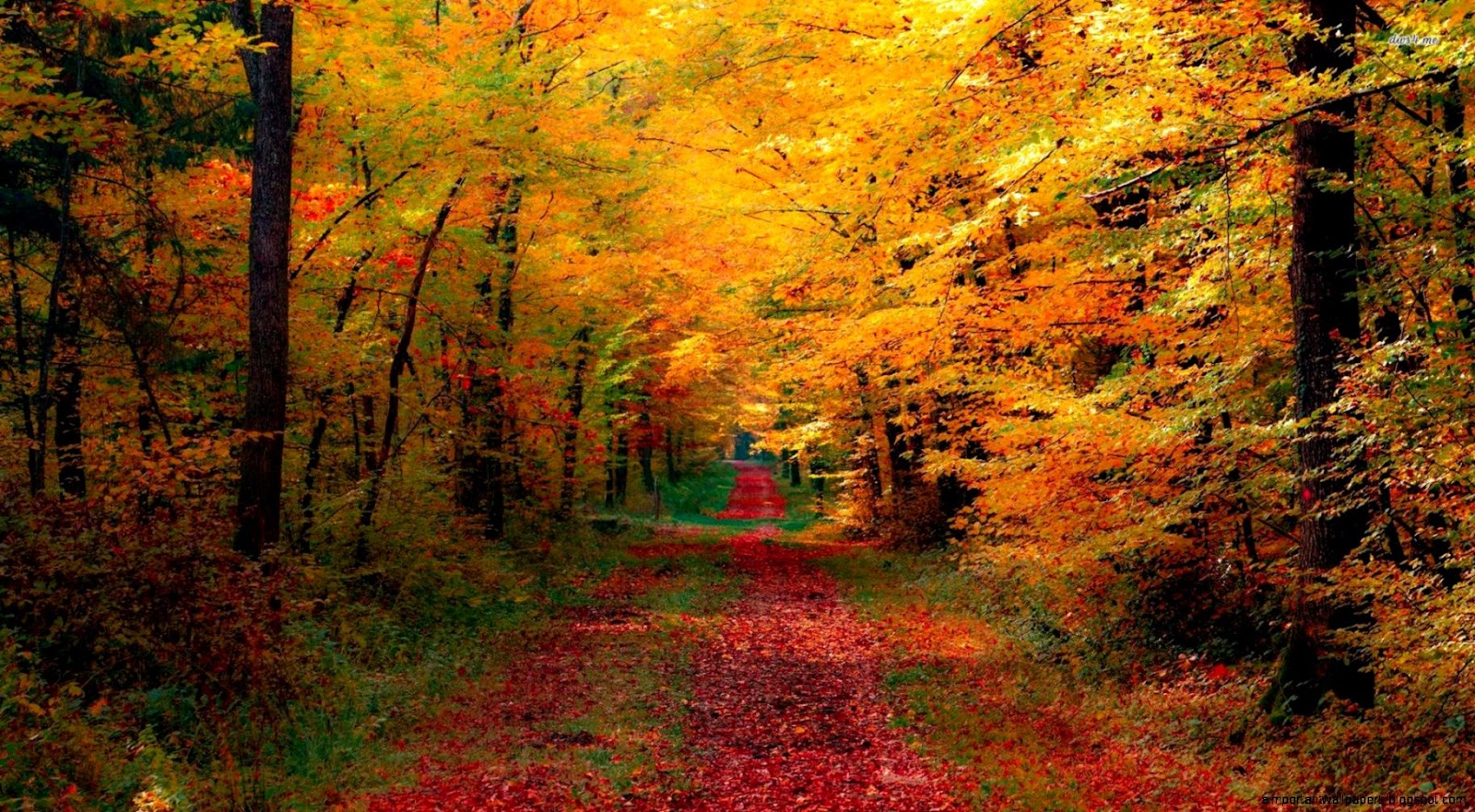 Path through Woods Autumn Trees Image Path through Woods Autumn Trees Image