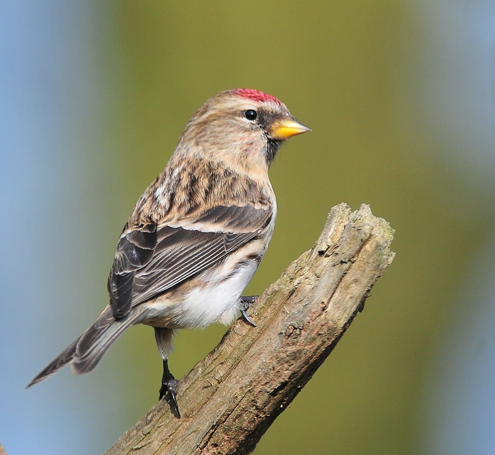 British Wildlife Photography Lesser Redpoll