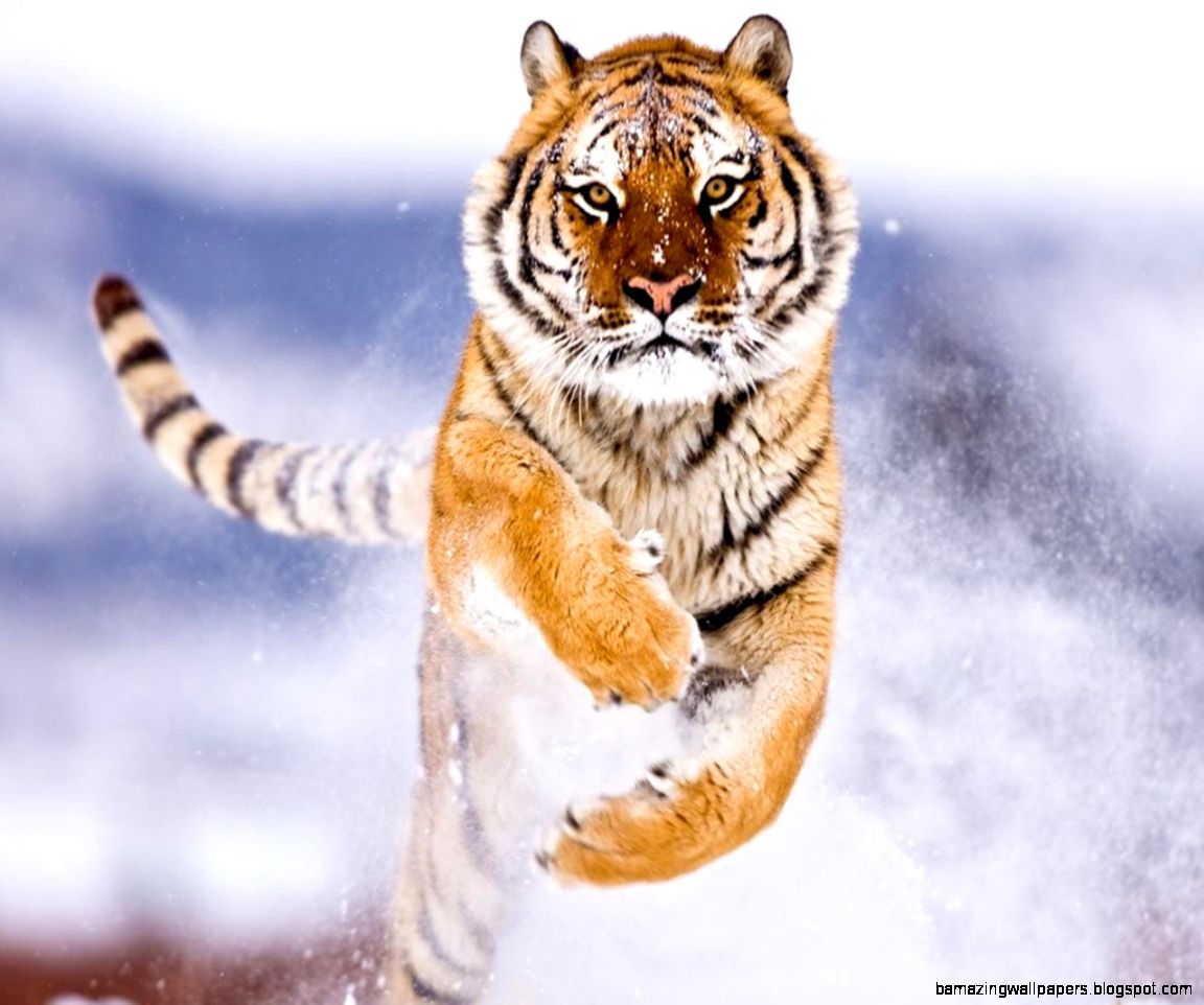 Amur Tiger in Snow Wallpapers HD Wallpapers Amur Tiger in Snow Wallpapers HD Wallpapers