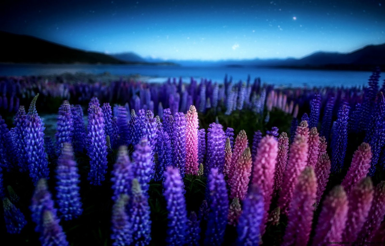 자연 뉴질랜드 호수 저녁 밤 꽃 루피 너 스 필드 자연 뉴질랜드 호수 저녁 밤 꽃 루피 너 스 필드