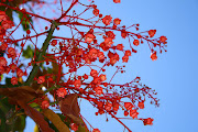 Summer Colours: Red. Flowering Trees, Flame Tree (Brachychiton Acerifolius) (flame tree brachychiton acerifolius flowers)