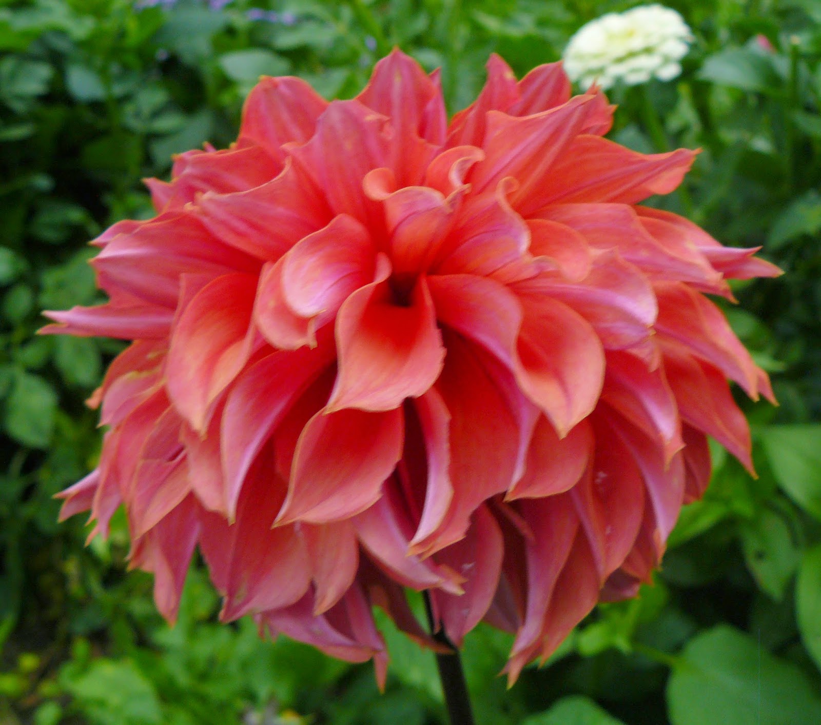 Clear Creek Dahlias 2014 Dahlia Photo Album