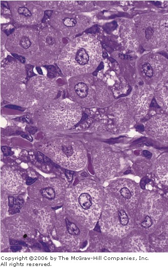 De Histology: Mitochondria