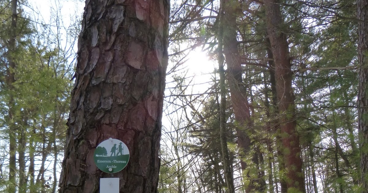 Tea and Circuses: Living Deliberately in Concord