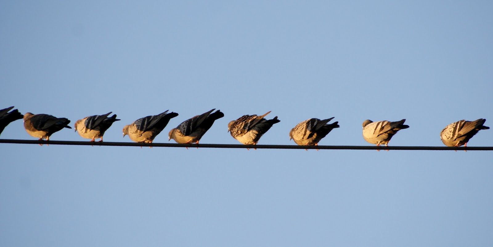 A photo, A thought............ Bird Pigeons............