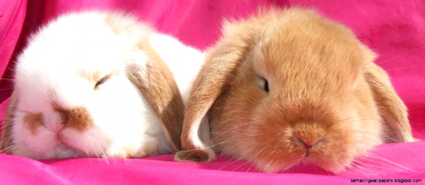 Scottish Dwarf Lops and Mini Lops Scottish Dwarf Lops and Mini Lops