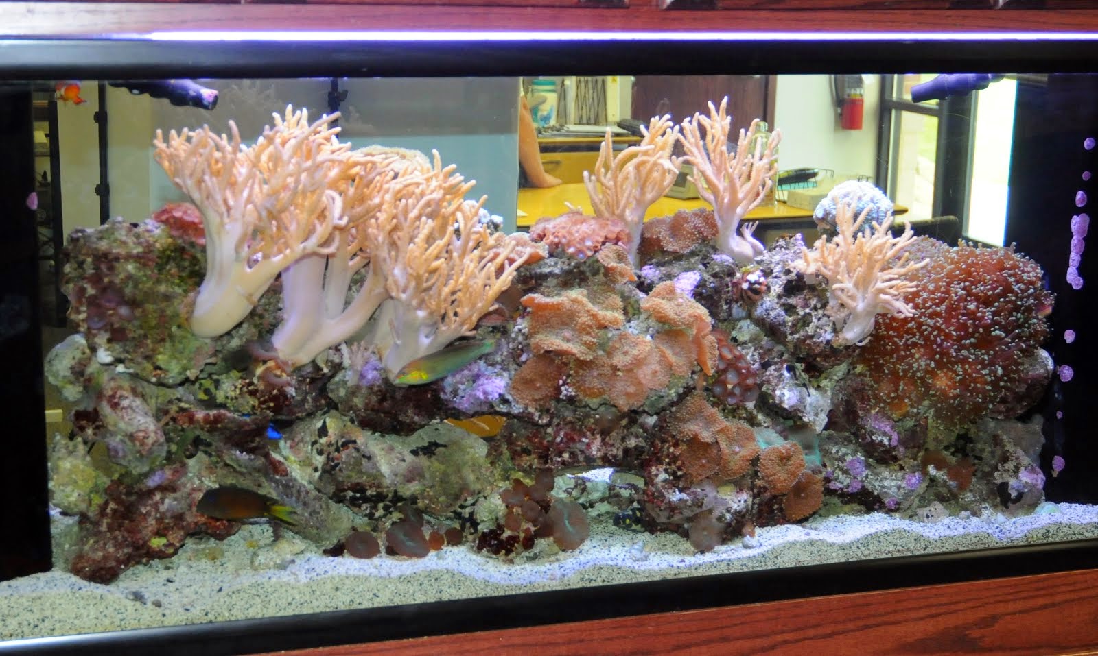 reef tectonics GOIN TUBING! Keeping Tube Worms (Families Sabellidae