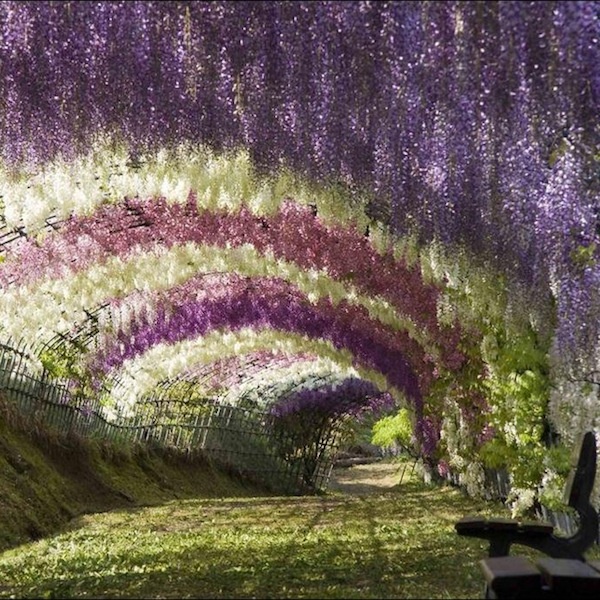 Moon to Moon Wisteria Arch at Kawachi Fuji Garden
