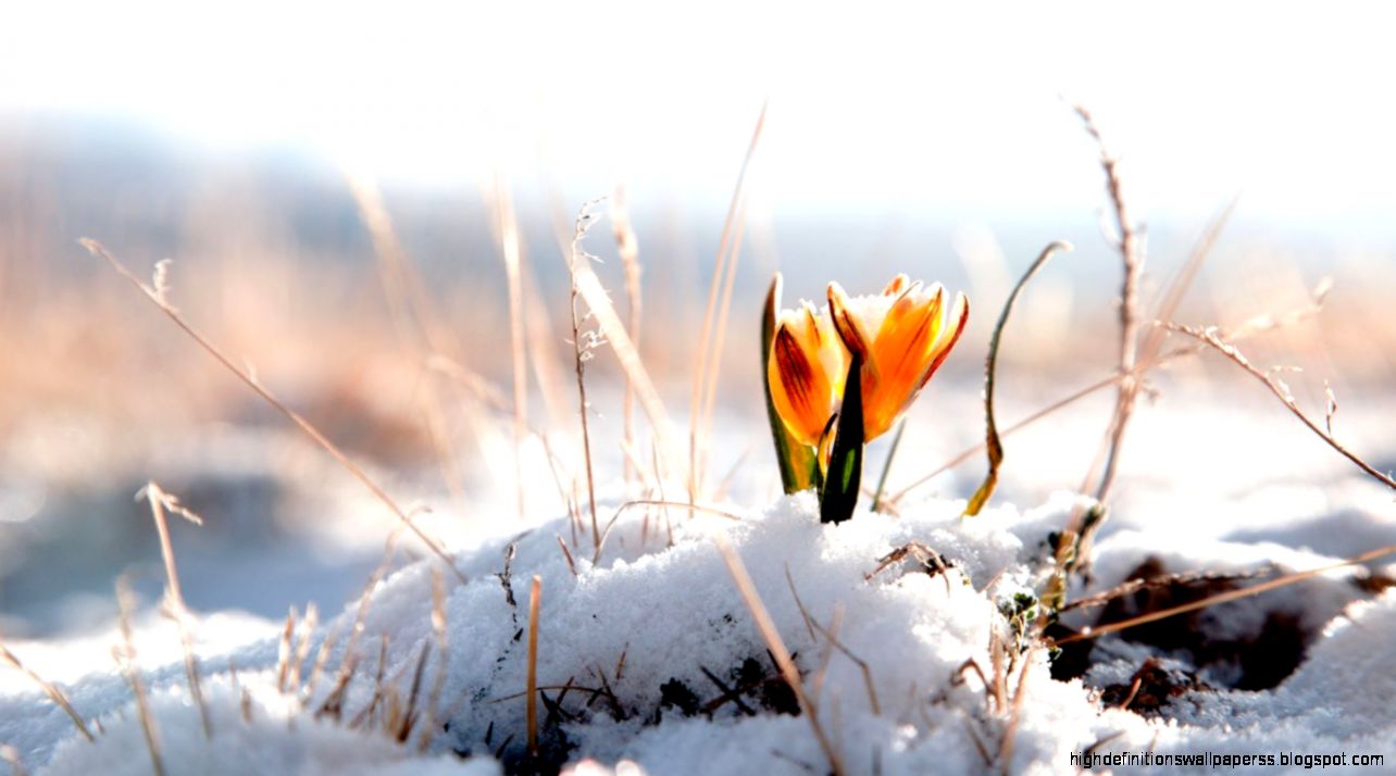 Natural Force Autumn Tracks Trail Woods View Scenic Colors Natural Force Autumn Tracks Trail Woods View Scenic Colors