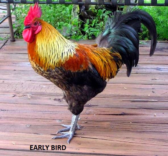 AMERICAS EARLY BIRD NEWS DAILY