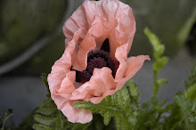 papaver uit de tuin