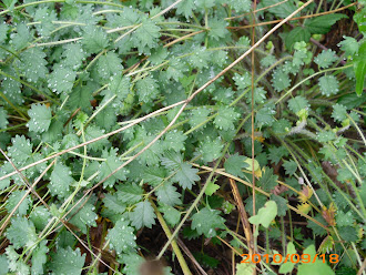 Fulles de Pimpinella