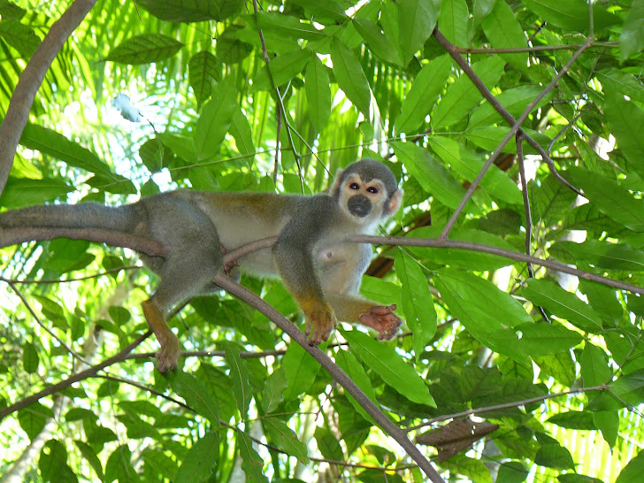 Macaco-de-cheiro