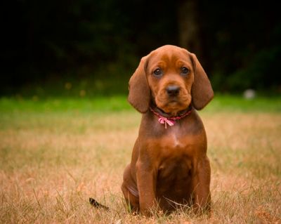 Black and Tan Coonhound puppies!! i love those long ears