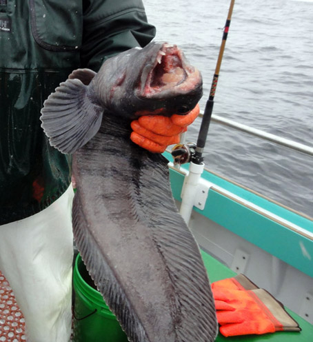 Flyfishing Russia: First time in Atlantic ocean - fishing with a fly