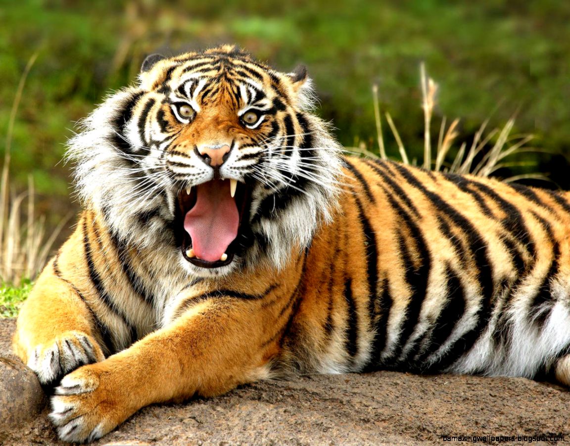 Tigers Wallpaper Wild Tiger Animal Wallpapers Gallery Tigers Wallpaper Wild Tiger Animal Wallpapers Gallery