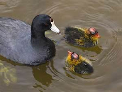 Coot babies are very odd looking little guys