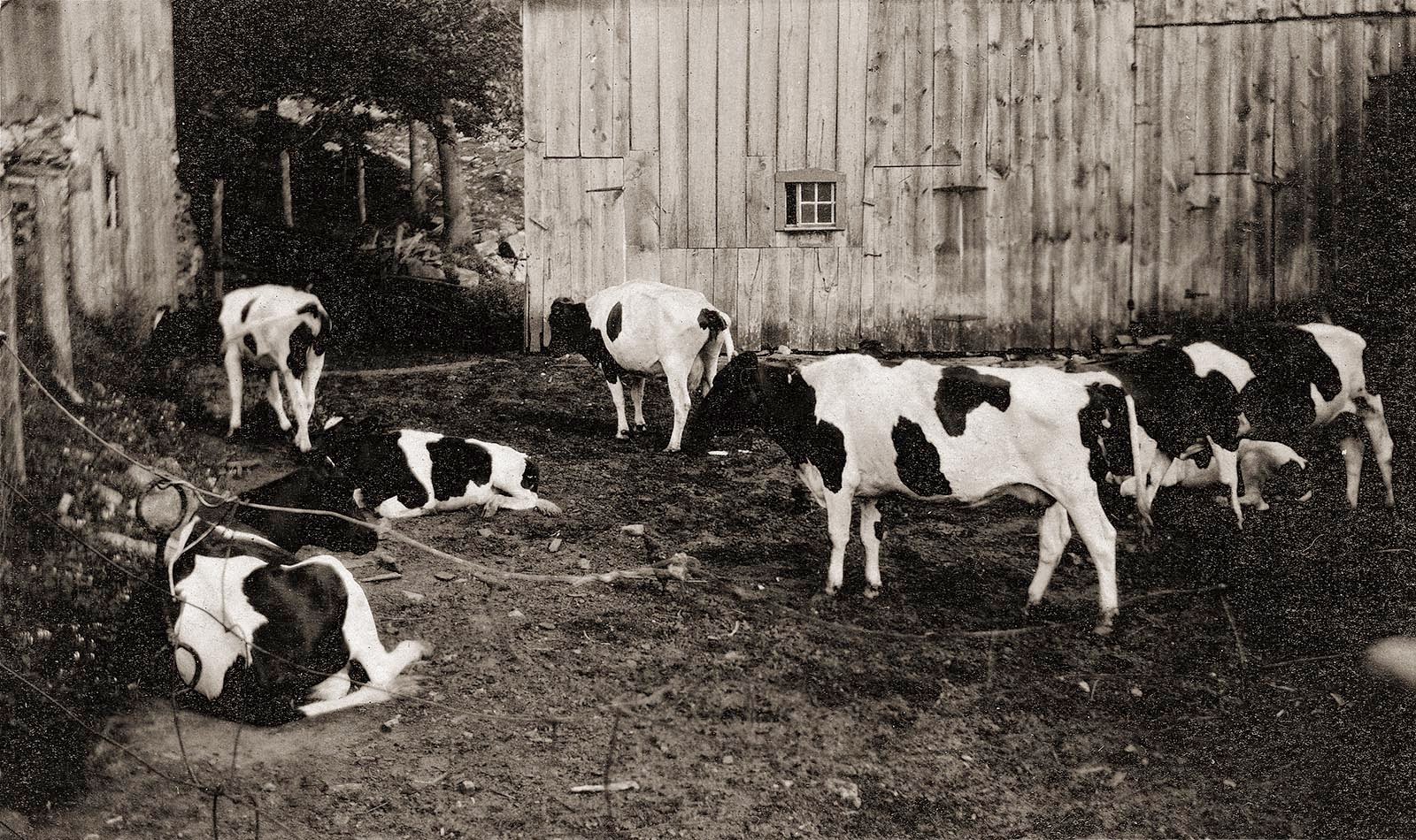Cornwall Historical Society Cornwall's Dairy Farms
