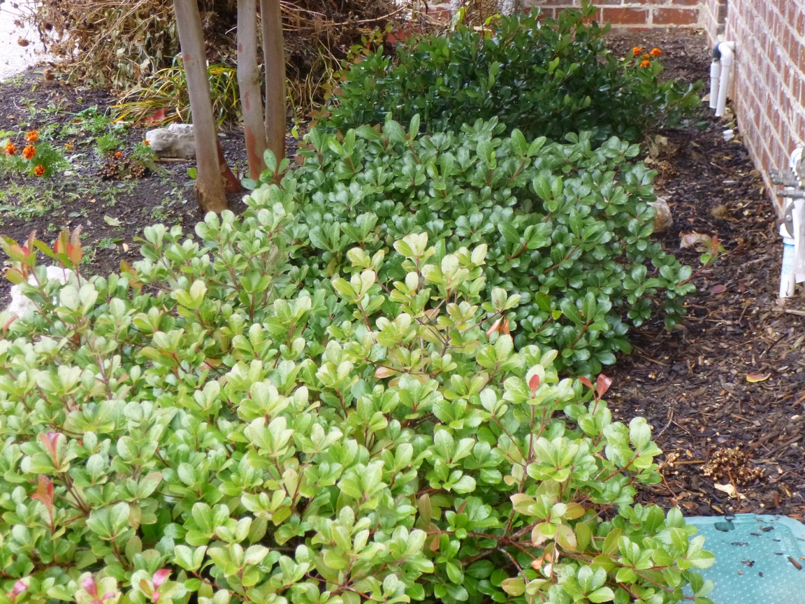 Garden Of Aaron Have You Seen These Bushes