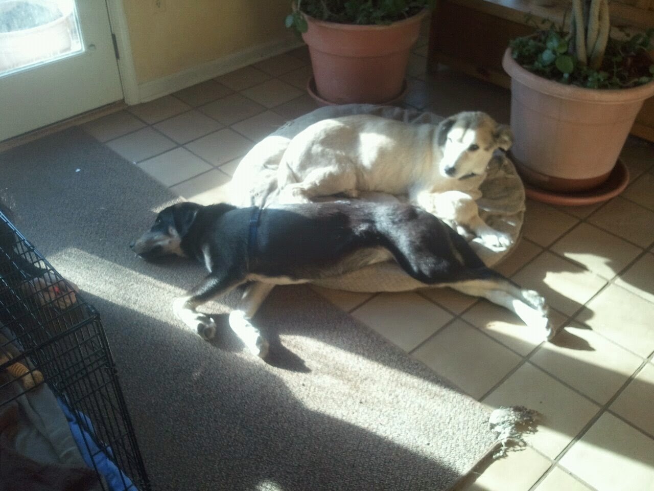 The Henry Family Adventures