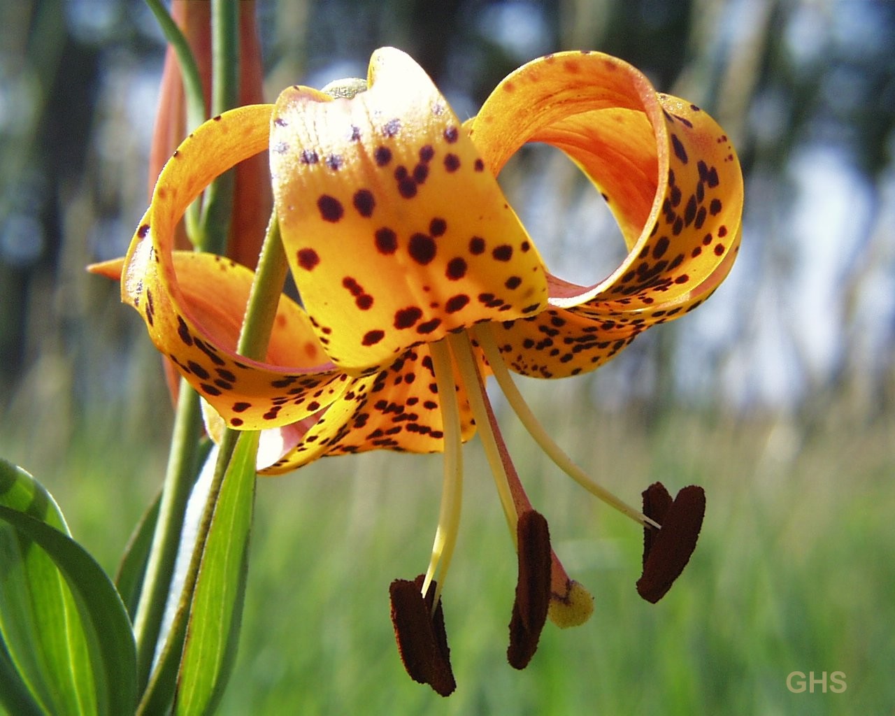 Issa’s Untidy Hut: Valli Poole & Chen-ou Liu: Wednesday Haiku, Week 65