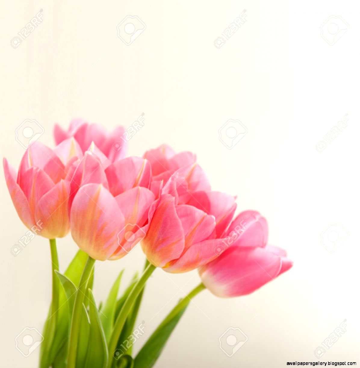 Bunch Of Pink Tulips Over Light Creamy Backround Square Bunch Of Pink Tulips Over Light Creamy Backround Square