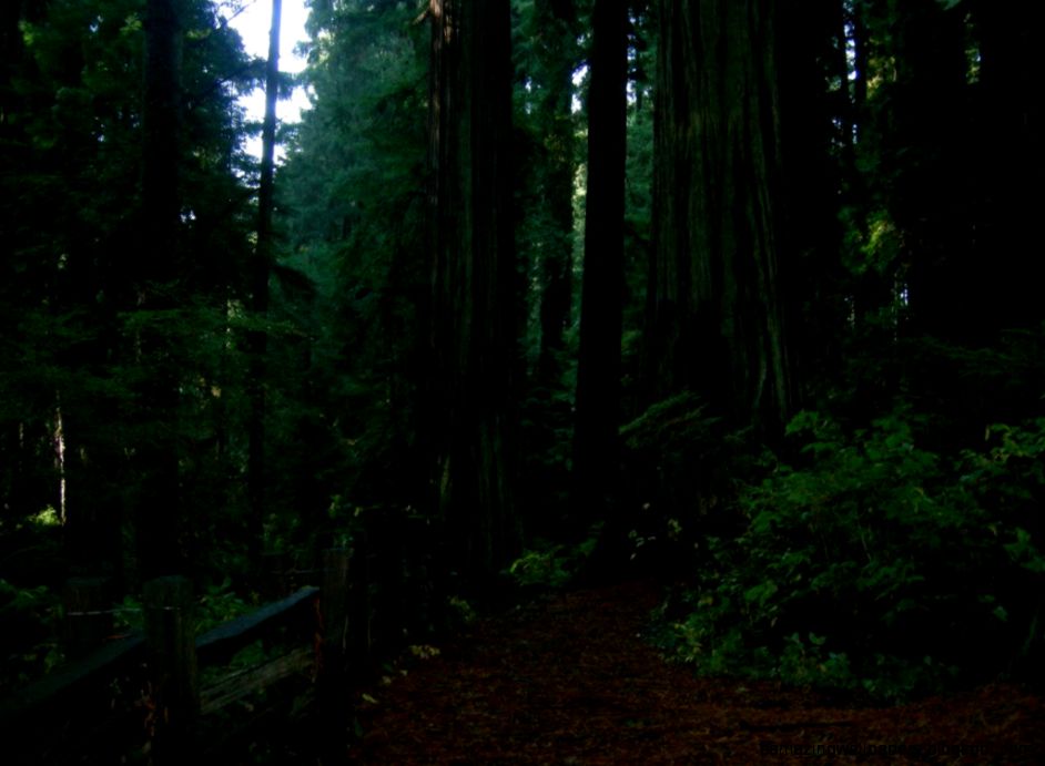 Smaller broad leaf evergreens Smaller broad leaf evergreens