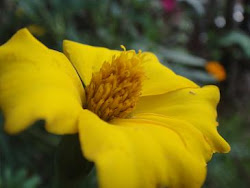 Flower in Bragança