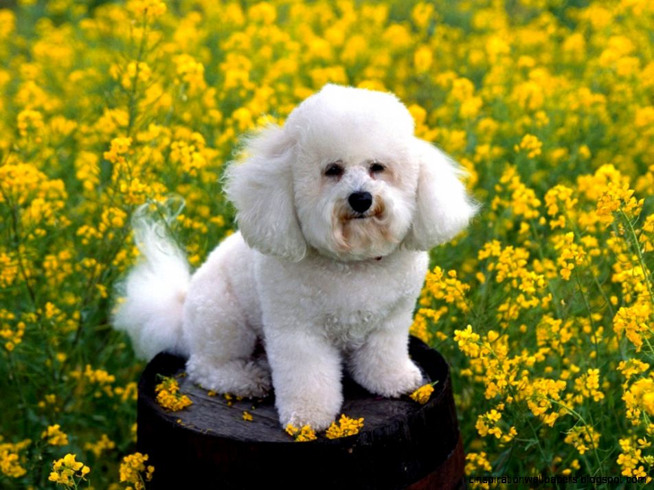Puppy Bichon Frise Dog Puppy Bichon Frise Dog