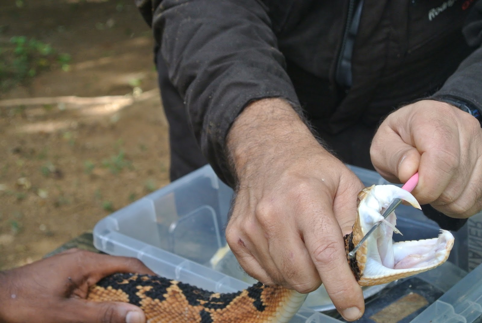 Como prevenir picada de cobra - Save The Snakes