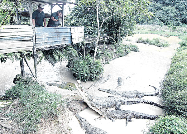 Bujang Senang