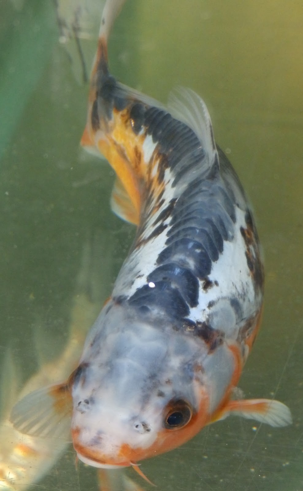 koi-pond-maintenance-orange-county-ca-7.jpg