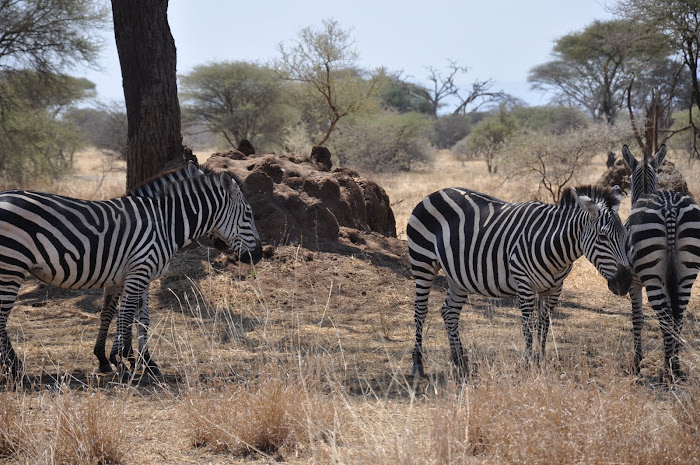 Tarangire Zebra