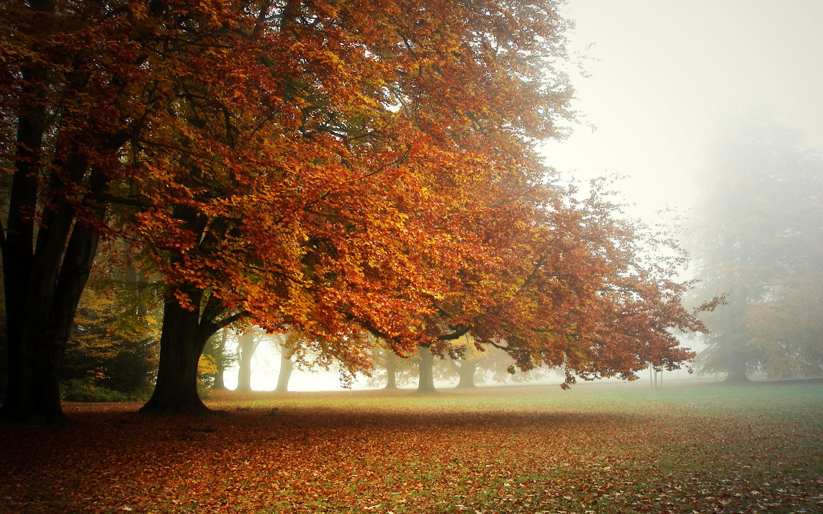 http://3.bp.blogspot.com/-qKVpTjYS1Dc/UaHzO61t2pI/AAAAAAAAB68/5KDbsnQGk1g/s1600/Wallpaper-autumn-trees-leaves-forest-mist-desktop3.jpg