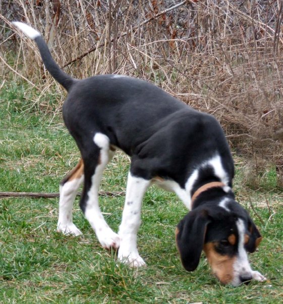 Av Köpekleri (Kurzhaar) KANGALLAR ALEMİ