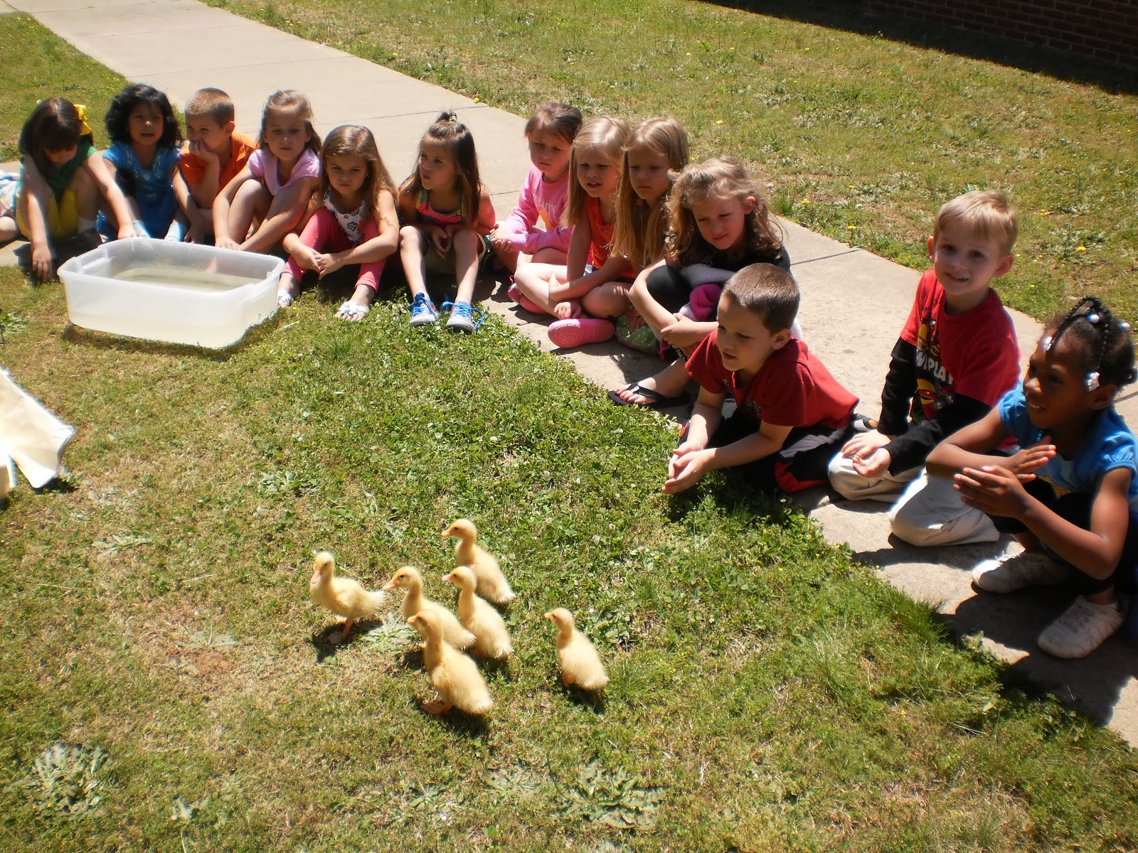 Click, Clack, QUACK! How do ducks hear and when will they quack?