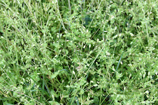 Chickweed