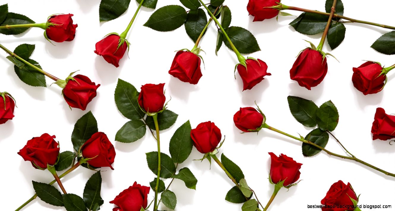 History and Meaning Behind Red Roses ProFlowers Blog History and Meaning Behind Red Roses ProFlowers Blog