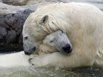 Polar bears in love