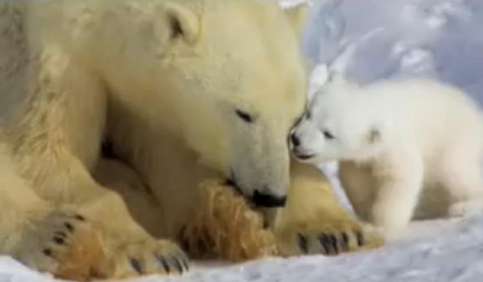 Encyclopaedia of Babies of Beautiful Wild Animals The Polar Bear Cub