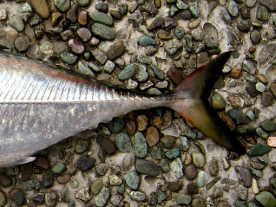 Hardtail Scad or Ikan Cincaru also know as Ngeh Buoy 硬尾 Caught at Woodland Jetty