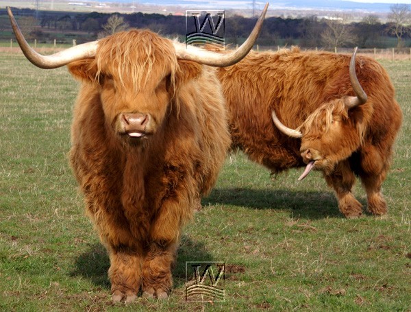 are highland cows used for meat are highland cows used for meat
